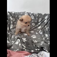 Pomeranian - Both
