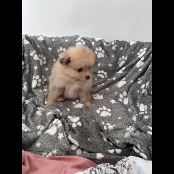 Pomeranian - Both