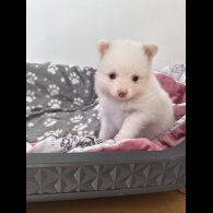 Pomeranian - Both