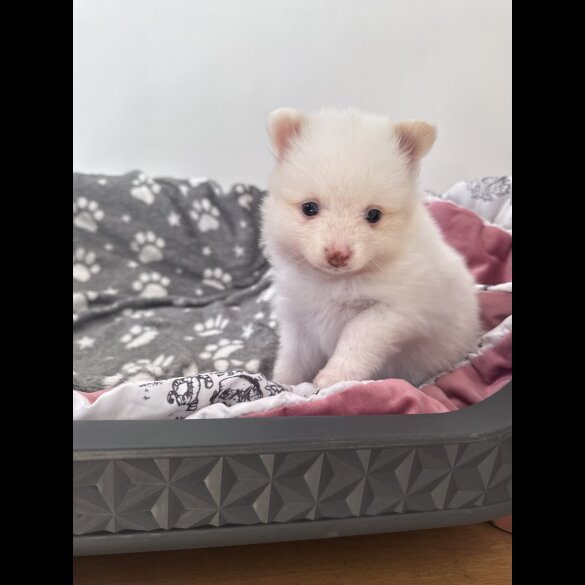 Pomeranian - Both