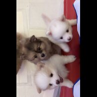 Pomeranian - Both