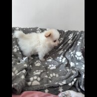 Pomeranian - Both