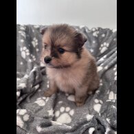 Pomeranian - Both