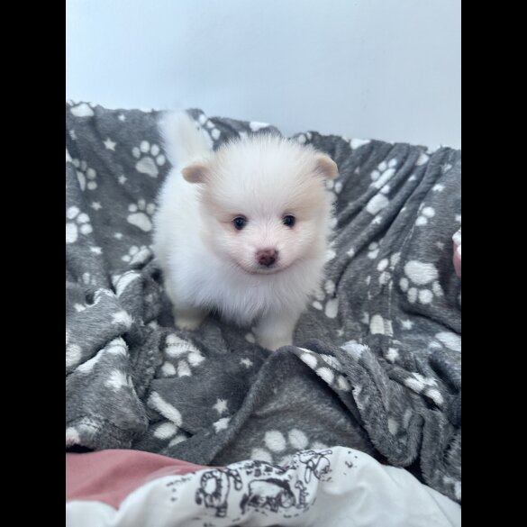 Pomeranian - Both