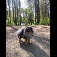Pomeranian - Both