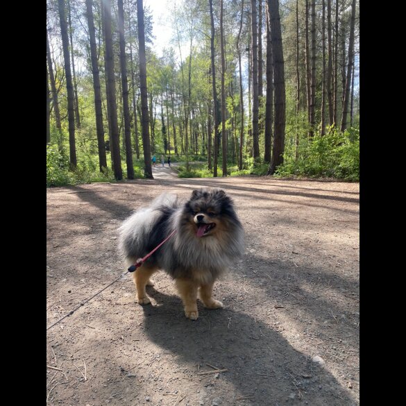 Pomeranian - Both