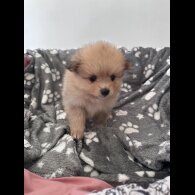 Pomeranian - Both
