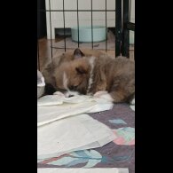 Pomeranian