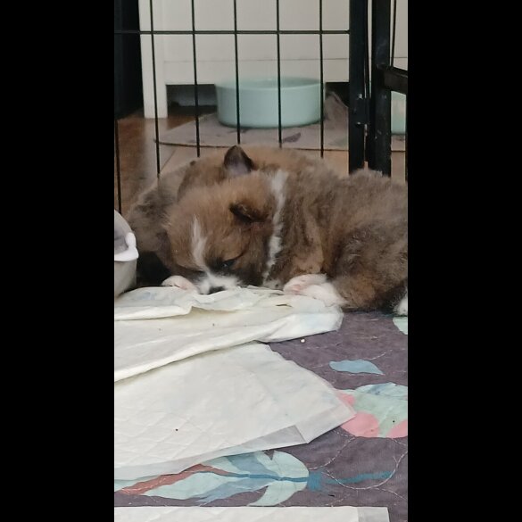 Pomeranian