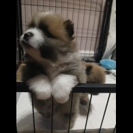 Pomeranian