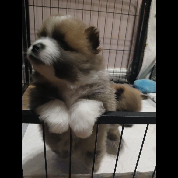 Pomeranian