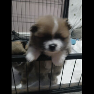 Pomeranian