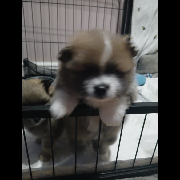 Pomeranian