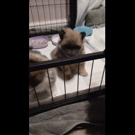 Pomeranian