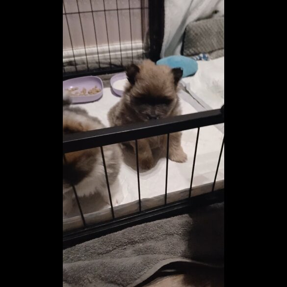 Pomeranian