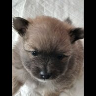Pomeranian