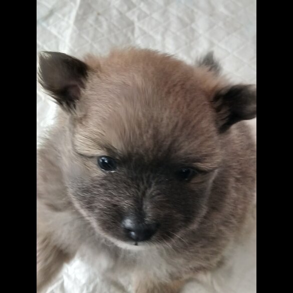 Pomeranian