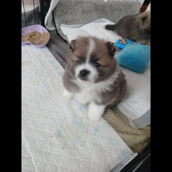 Pomeranian