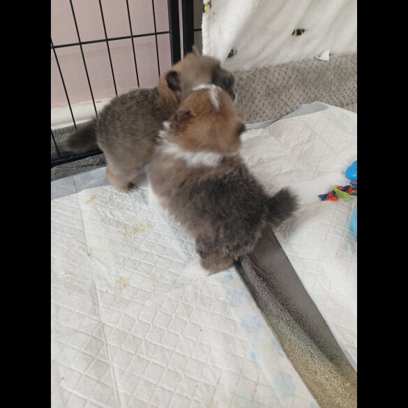 Pomeranian