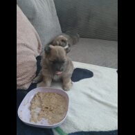 Pomeranian