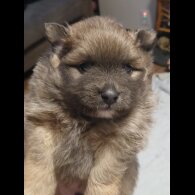 Pomeranian