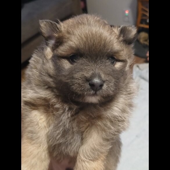 Pomeranian