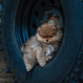 Pomeranian