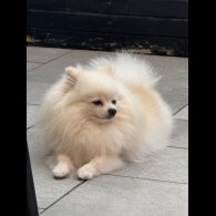 Pomeranian