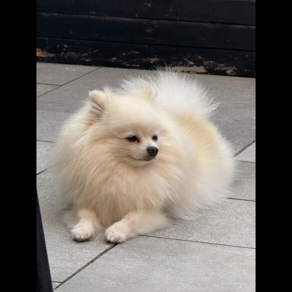 Pomeranian