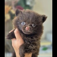 Pomeranian