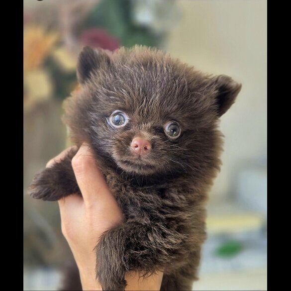 Pomeranian