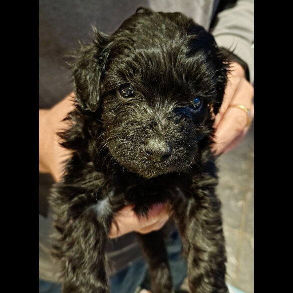 Pomapoo - Both