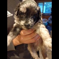Pomapoo - Both