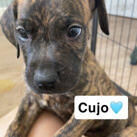 Presa Canario