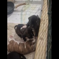 Presa Canario - Both