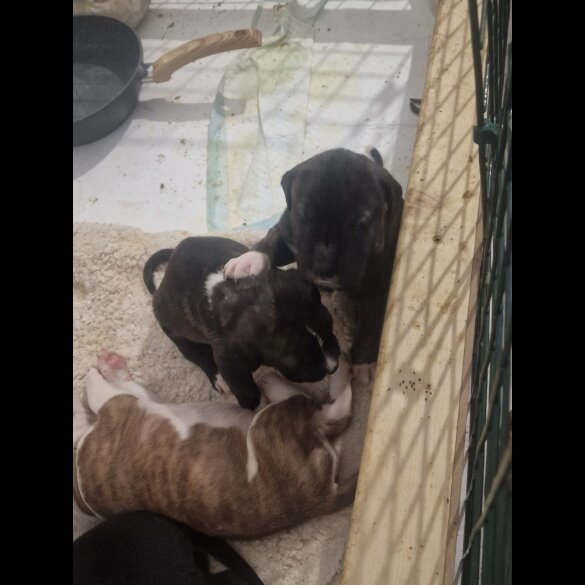 Presa Canario - Both