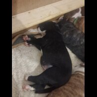 Presa Canario - Both