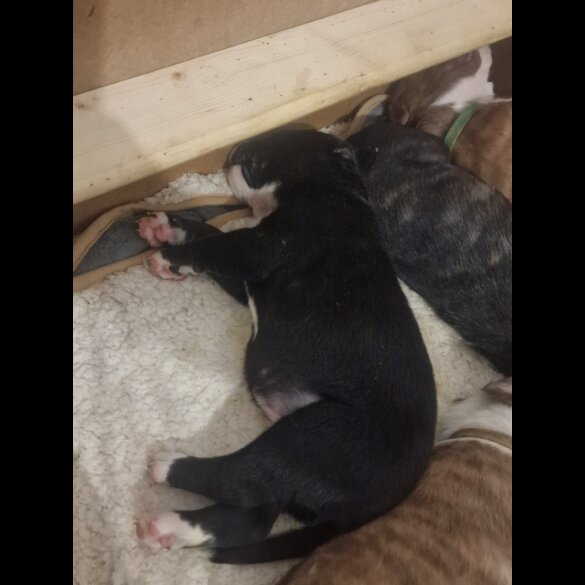 Presa Canario - Both