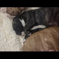 Presa Canario - Both