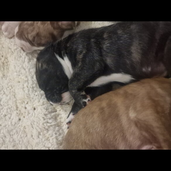 Presa Canario - Both