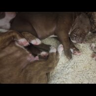 Presa Canario - Both