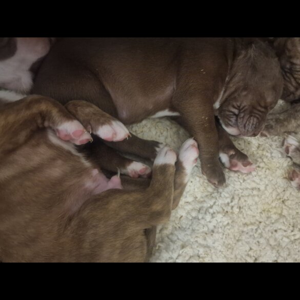 Presa Canario - Both