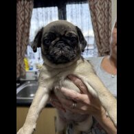 Pug