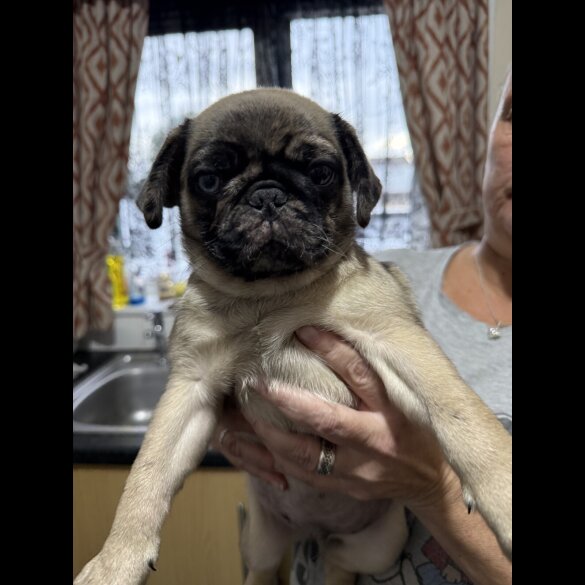 Pug