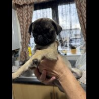 Pug