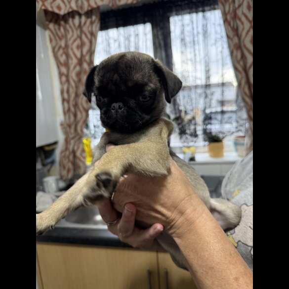 Pug