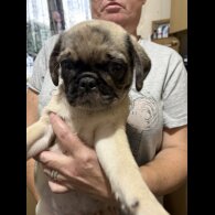 Pug
