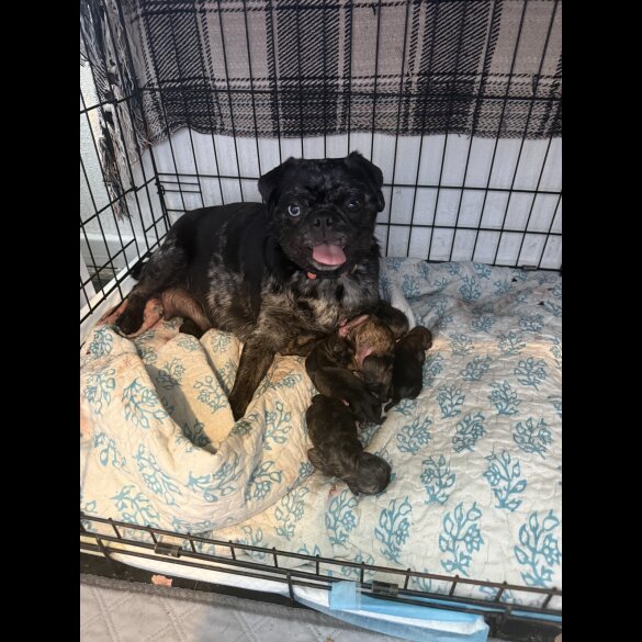 Pug