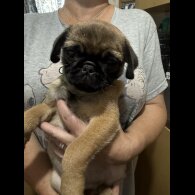 Pug