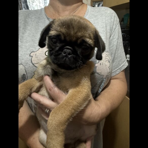 Pug